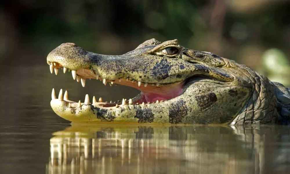 Jaguar-protiv-krokodila