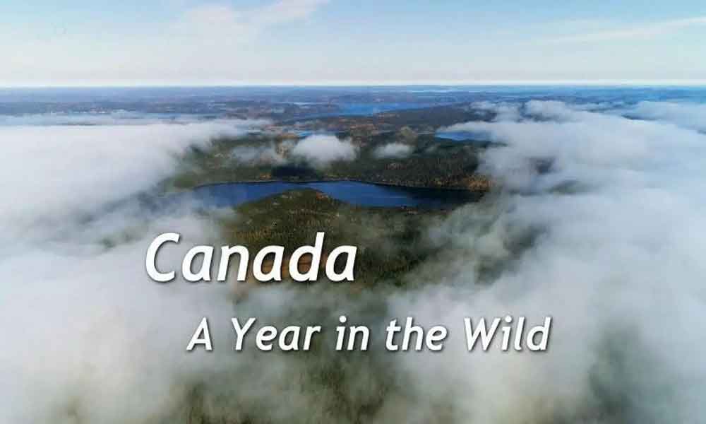 Kanada: jedna godina u divljini