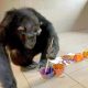 Spašene šimpanze Konga: sa Džejn Gudal