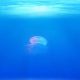 Najopasnija meduza na svetu