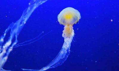 Najopasnija meduza na svetu