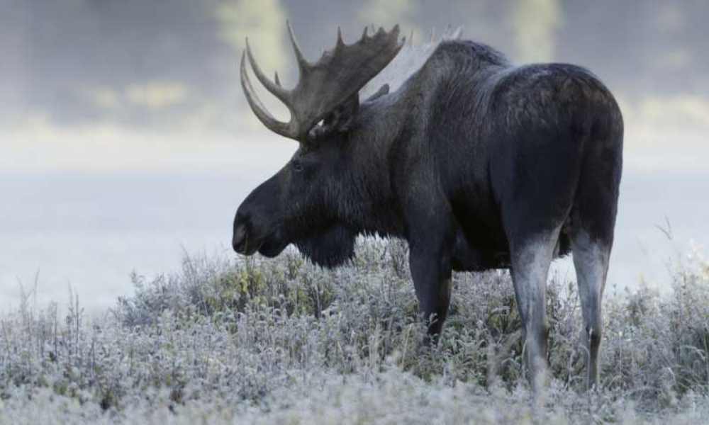 Kanada: Preživljavanje na divljem severu