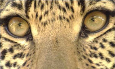 Oko leoparda