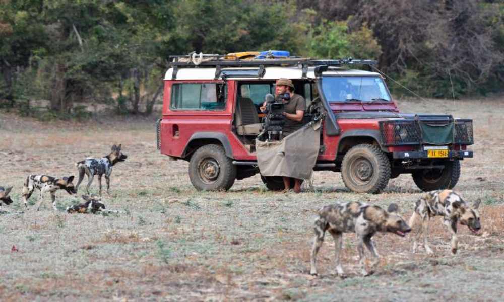 Divlji psi: Čopori pasa protiv čopora lavova
