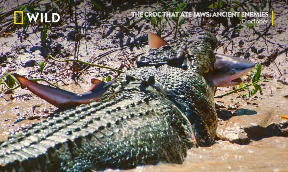 Krokodil koji je pojeo ajkulu