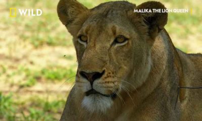 Malika: Kraljica lavova