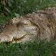 Hvatanje ogromnih krokodila