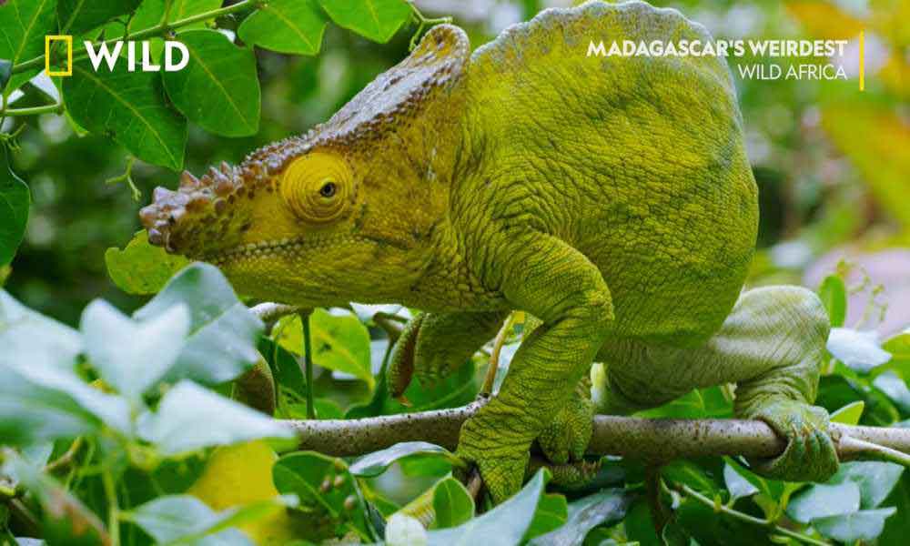 Najčudnije životinje Madagaskara