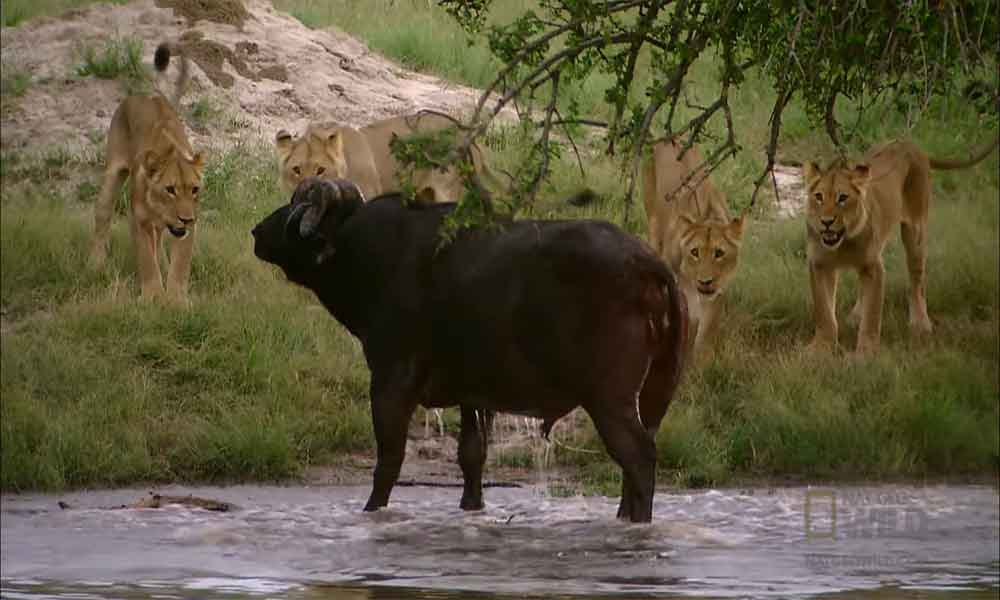 Najsmrtonosnije životinje u Africi
