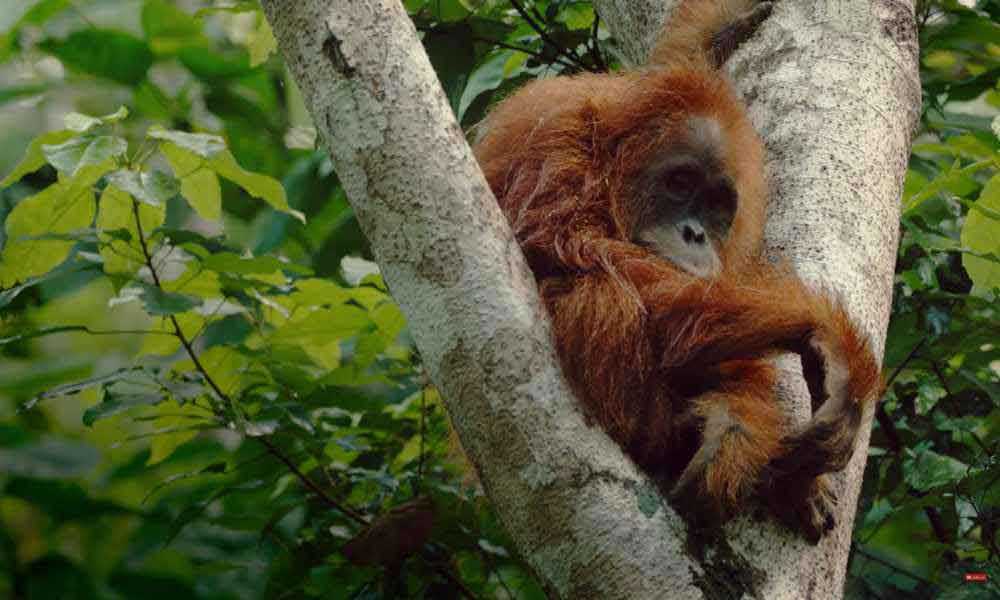 Poslednji raj za orangutane