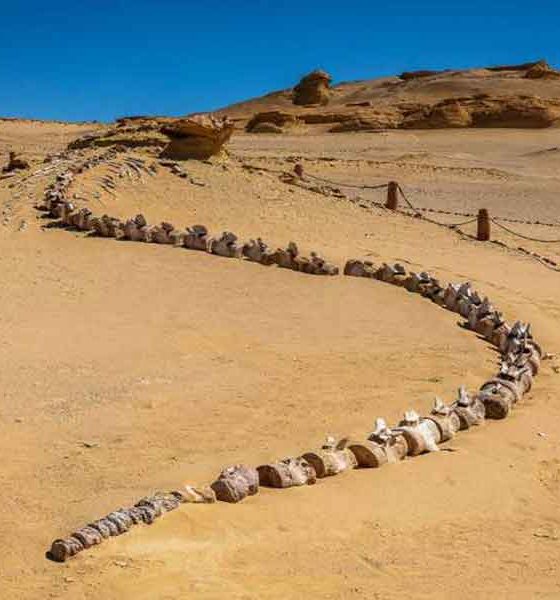 Tajna egipatska dolina kitova