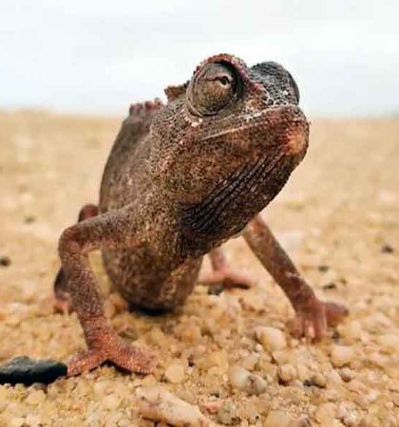 Život u vrelini: Afrika