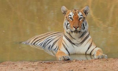 Kraljica tigrova Tarua