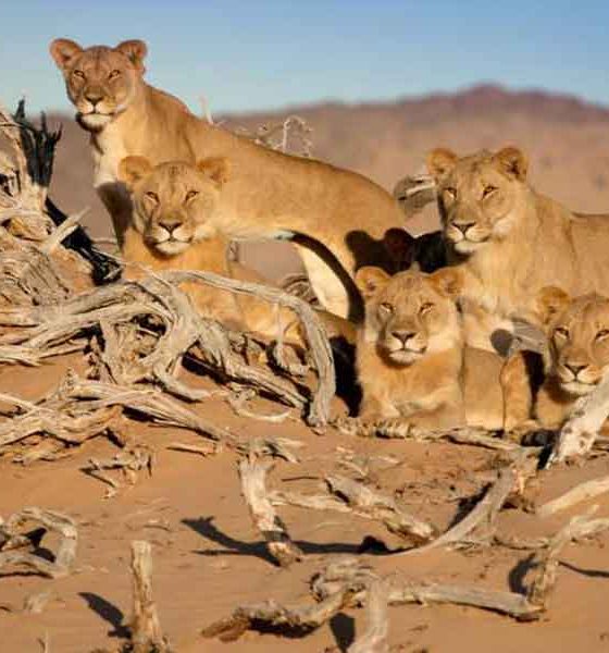 Nestali kraljevi - nambijski lavovi