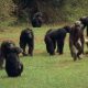 Upoznajte šimpanze