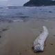 Džinovska morska zmija