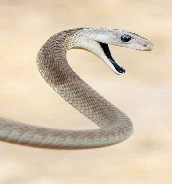 Ekstremne zmije