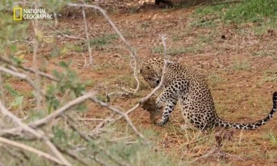 Šri Lanka: Dinastija leoparda