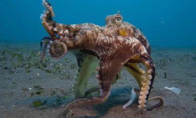 Tajne hobotnice