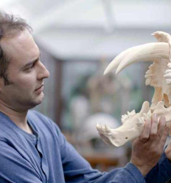 Otkrivanje nestalih zveri