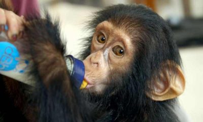 Spašene šimpanze Konga