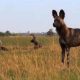 Divlji lovci: Smrtonosne ubice Afrike