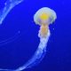 Najopasnije meduze na svetu